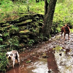 Buddy & Dub patrolling the creek 2020