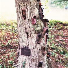 the shoe tree before ivy grew on it