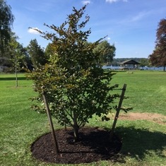 Mike's Memorial Tree - Planted in Lakeside Park in the Fall of 2015