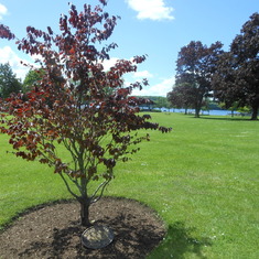 Mike's Memorial Tree - Lakeland Park
