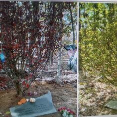 The tree we planted in your memory survived the winter and is now a beautiful green.