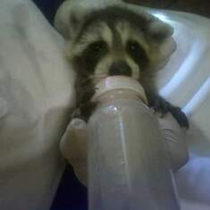 feeding baby raccoon