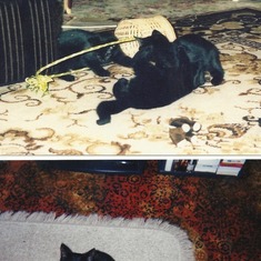 Middle  C  and her 2 sisters 1998. i still have the basket and her favourite toys i have kept them in memory of them both Paddels was sadly shot in 2001 ,she has been missed every day since ,,she is with Middle C and Simba also now and forever i ..and her