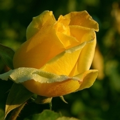 rose_1_bg_100502