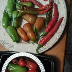 Mbamsy's peppers and tomatoes from her garden