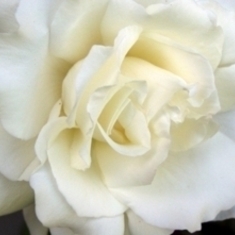 White Rose small