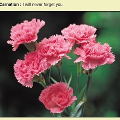 Carnation thinking of you on this special Day