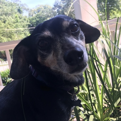 Monty Bear Smith