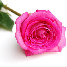 single-pink-rose