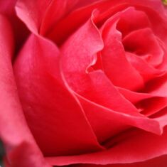 JoAnn is a precious rose-363[1]