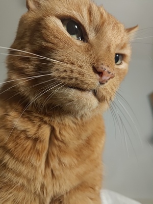 Murphy of Cartside-Street