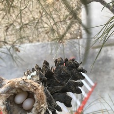 We have a hummingbird nesting in our pine tree, we know how much you loved hummingbirds.