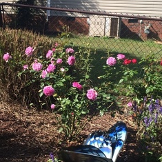 Memorial garden with purple roses and a big butterfly in honor of you.