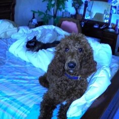 Two of Natalie's favorite creatures on her bed in Sandpoint, ID.