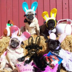   A pile of pugs celebrating Easter.I added Gracie to the photo because it's the kinda thing she'd l