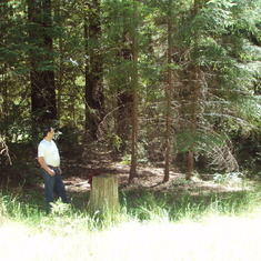 David at Mom's resting place in Big Basin - behind the 3 trees.jpg