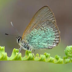 Nacaduba tahitiensis -a stunning green & blue pearlescent Butterly native only to French Polynesia