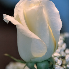 White rose bouquet from dear friends for 4 generations:
 Linda Saueressig, Parsons, Acevedo, Martz, and Johnson.