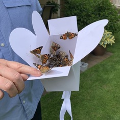 Painted Lady Butterflies taking off with messages of love for Niel.