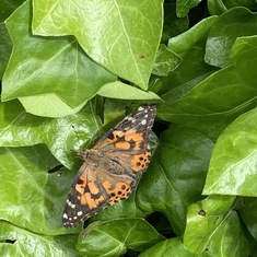 This one landed on the ivy...what a magical moment...so beautiful!