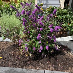 A new butterfly bush to attract butterflies...thank you Lisa and Beth