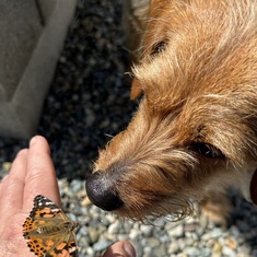 Nose to nose with the butterflies!
