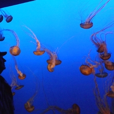Monterey Bay Aquarium, 2012. One of Nils' favorite attractions.