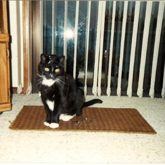 Midnite, Nina Marie’s favorite cat - - there are many stories about her love for her cats.