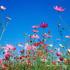 271058,xcitefun-most-beautiful-flower-wallpapers12
