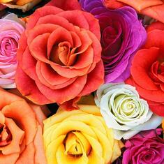 271060,xcitefun-most-beautiful-flower-wallpapers17