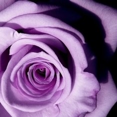Lavender_rose