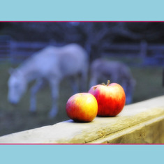 Apples and Equines