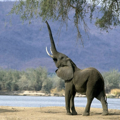 Elephant-019