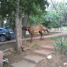 Elk at our cabin