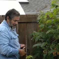 Picking his raspberries.