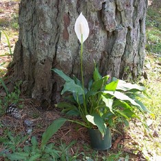 Peace lily on 2nd bday