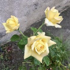 Paul’s yellow roses still blooming