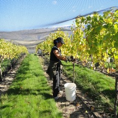 Grape-picker extraordinaire! At Misha's Vineyard, where she joined us for harvest 2012 - Central Otago, New Zealand