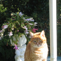 PENNY - PETER'S CAT - 22 years old, PASSED AWAY - 11.30 AM, 28 JULY 2012 - SWEET SIXTEEN HERE.