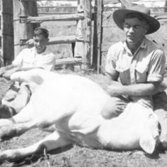 1954 - Peter and John working as jackaroo's at Callandoon Station west of Goondiwindi in  Queensland.