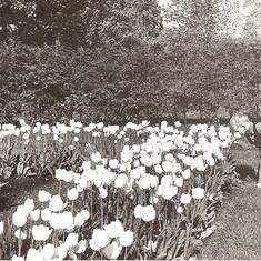 Peter is on the far right smelling the tulips Taken by Peter's Dad - Bill Tague