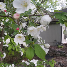 Phillip planted 3 crabapple trees on one side of our home  several years ago. While he was leaving us the trees were in full bloom.