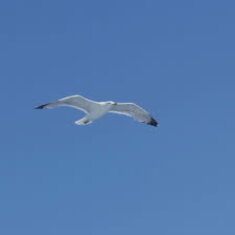 As we head back to the dock, a graceful seagull circles and flies away. Coincidence? I think not...