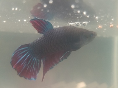 Pudge TheBettaFish