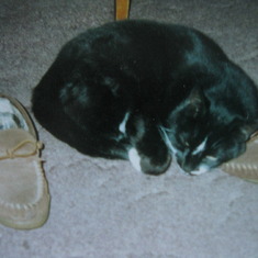 BLACKY ONE OF THE TWO FAVORITE CATS.