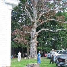 2004 - Mt Horeb - big dead oak tree