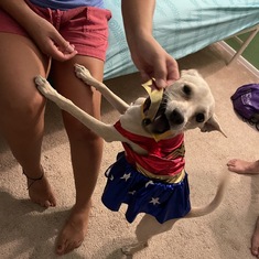 Mrs.Colucci dressing up their doggo