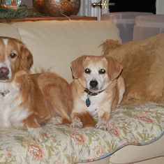 "Apache" and "Prancer the Dance Hall Dog" relaxing in our new home on Gateridge Dr.