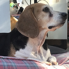 "Colonel Benton": A stunning specimen of a Beagle