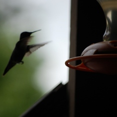 Her hummingbirds